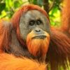 Bracelets Bands of Courage | Orangutan