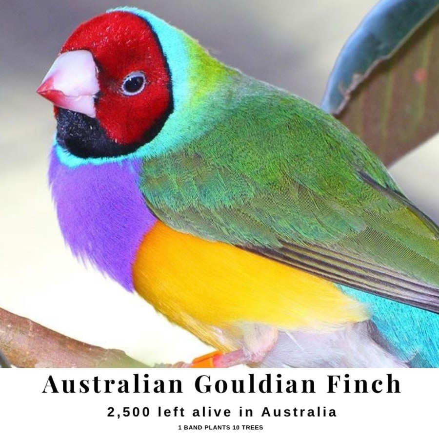 Bracelets Bands of Courage | Australian Gouldian Finch Bracelet Set