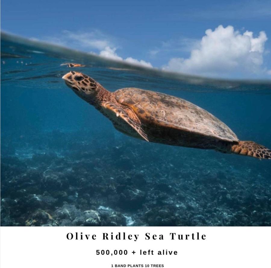 Bracelets Bands of Courage | Olive Ridley Sea Turtle On Heart Reef Stack